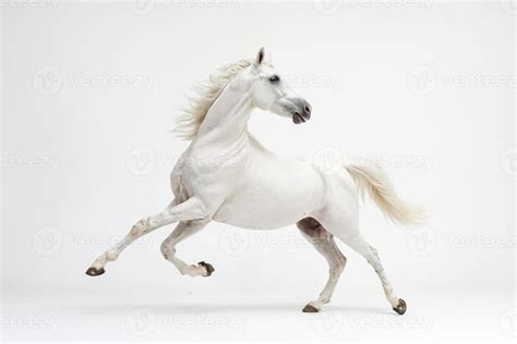 White Horse Running on White Background 48158830 Stock Photo at Vecteezy