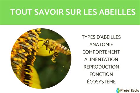 INFORMATIONS Sur Les ABEILLES HABITAT TYPES COMPORTEMENTS