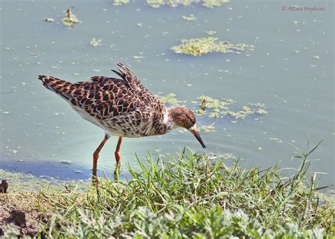 Ruff | Audubon Field Guide