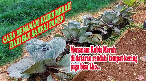 Cara Menanam Kubis Ungu Di Polybag Dari Biji Sampai Panen How To