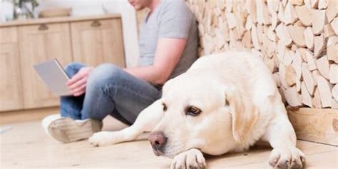 犬のにおいを消したいときの対処法｜原因やオゾン発生器を使った対応方法について解説 オゾンマート