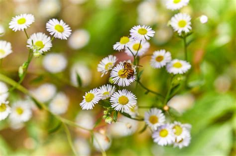 Naturgarten M Nsterland Lebensr Ume F R Tiere Und Pflanzen Nabu