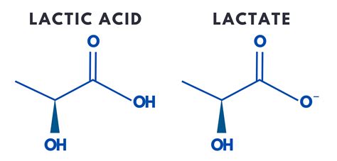 What Is The Difference Between Lactate And Lactic Acid Quizlet