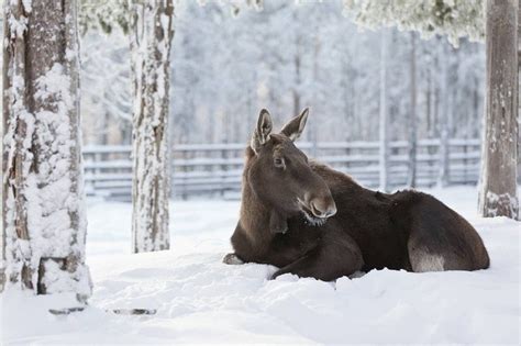 Weather Wildlife Park Ranua • Forecast