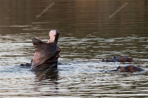 El Hipop Tamo N Hippopotamus Amphibius O Hipop Tamo Es Un