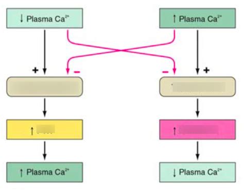 VETS6108 Endocrinology Calcium Homeostasis Diagram Quizlet