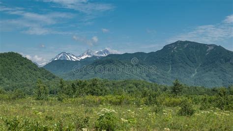 The Alpine Meadow Is Covered With Lush Green Vegetation Wildflowers