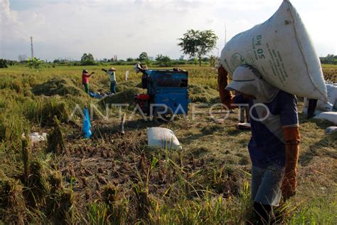 Optimalisasi Lahan Rawa Untuk Padi Di Sumut Antara Foto