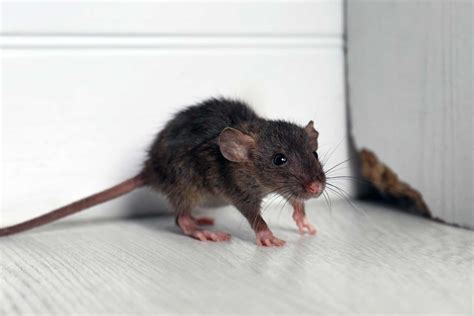 How Much Does A Mice Exterminator Cost 2024