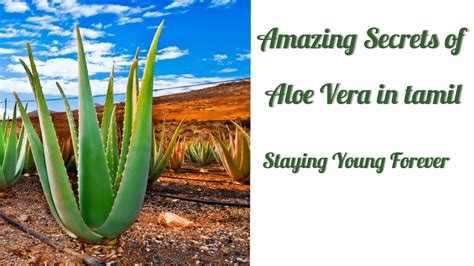 Amazing Secrets Of Aloe Vera In Tamil Sotru Katralai Uses Of Aloe