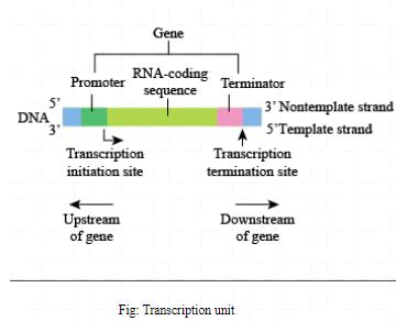 Which is not part of transcription unit?