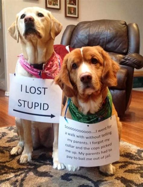 Pin By Amanda Castillo On ♥ Dogs Put To Shame ♥ Dog Shaming Dog