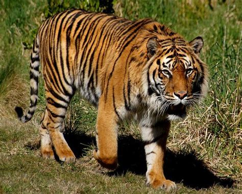 Ordenado Hong Kong Fat Dico Cuanto Pesa Un Tigre Sostener Museo