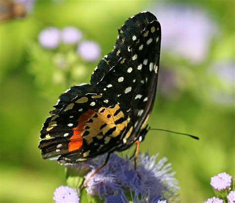 Crimson Patch Butterfly, size, photographs, characteristics