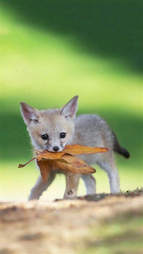 Do Fennec Foxes Get Along With Other Animals?