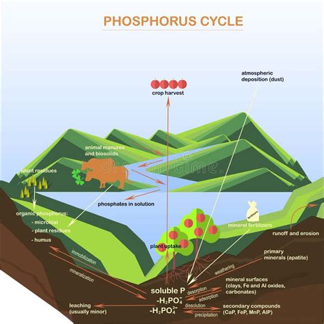 Phosphorus Cycle Diagram