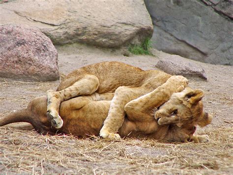 Wrestling Cubs Lion Cubs Wrestling Picture Taken In The Z Flickr