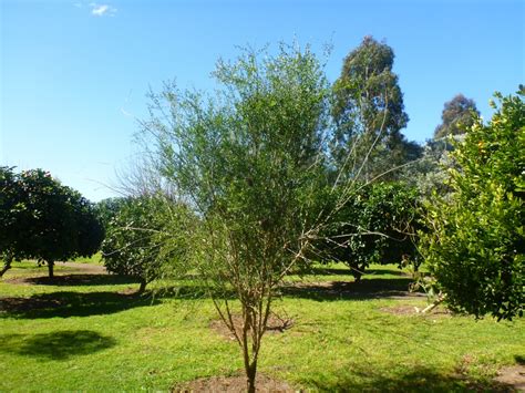 Citrus Australasica Native Finger Lime Gardening With Angus