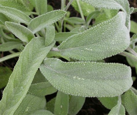 Salvia Officinalis Kwekerij De Boever