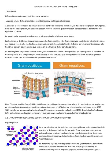 Pared Bacteriana Gram Positiva Dinami