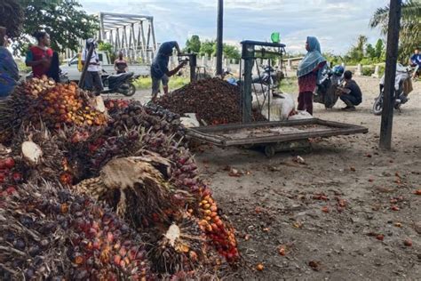 Distanpan Luas Kebun Sawit Rakyat Di Abdya Capai 20 Ribu Hektare