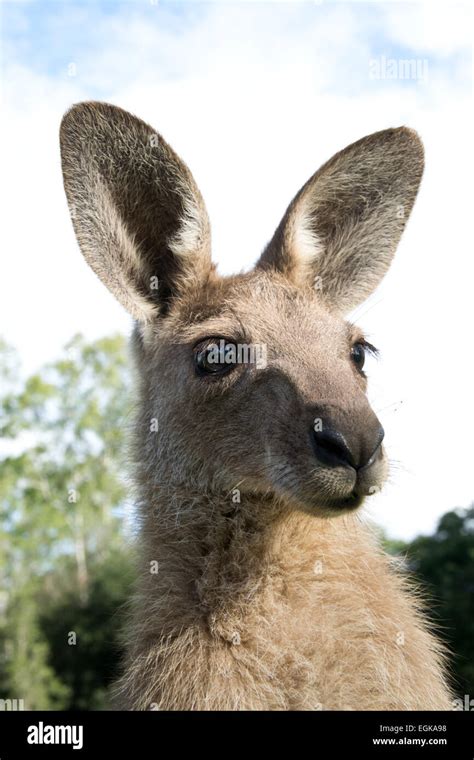 Kangaroo head hi-res stock photography and images - Alamy