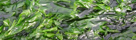 What Is Sea Lettuce Seaweed Ecology And Human History Of Ulva Lactuca Maine Coast Sea Vegetables