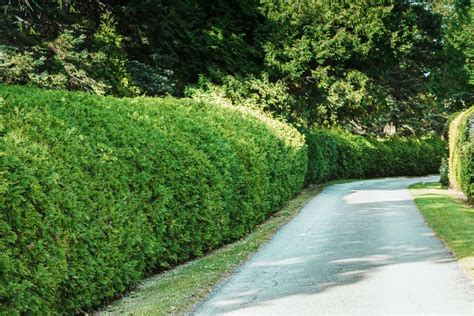 13 Best Shrubs for Making Hedges