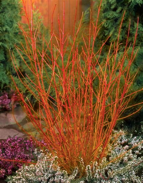 Buy Cornus (Dogwood) Sanguinea Midwinter Fire | J Parker's