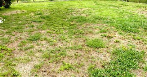 An Empty Yard With Grass And Weeds On The Ground