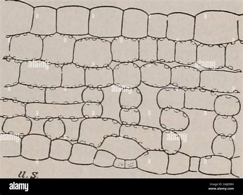 Leaf Epidermis Cuticle Hi Res Stock Photography And Images Alamy