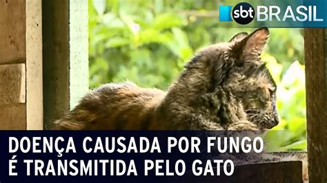 Esporotricose Cresce o número de casos de doença transmitida por gatos