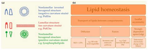 Ijms Free Full Text Membrane Lipid Composition Effect On Membrane