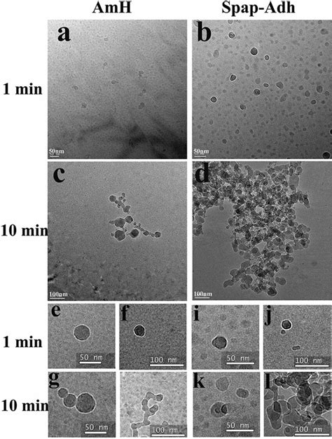 Cryo TEM Micrographs Of AmH And Ag I II A AmH At 10 Min Full Of