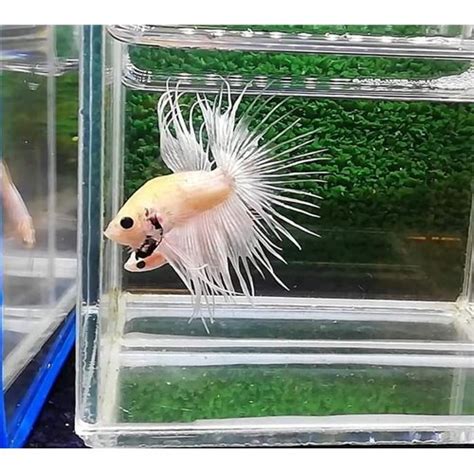 Copper Fancy Crowntail Erkek Betta L