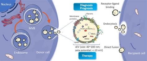 Biogenesis And Identification Of Small Extracellular Vesicles Sevs Download Scientific