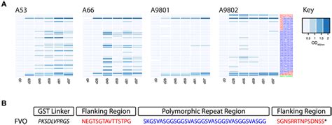 A Heat Map Of Antibody Reactivity To Fvo Block 2 Serotype Peptides