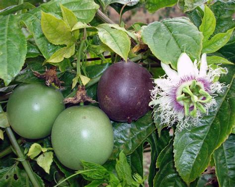 Passion Fruit Farming Oxfarm Organic Ltd