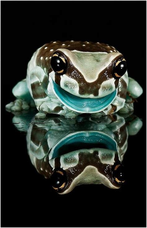 40 Amazing Frog Pictures To Understand Them Better | Amazing frog, Frog ...