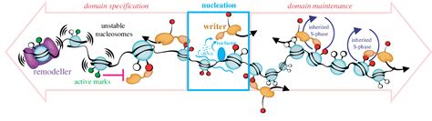 Figure 1 From Regulation Of The Heterochromatin Spreading Reaction By