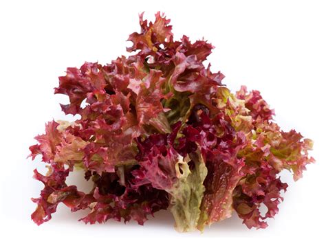 LETTUCE RED LEAF | Mister Produce