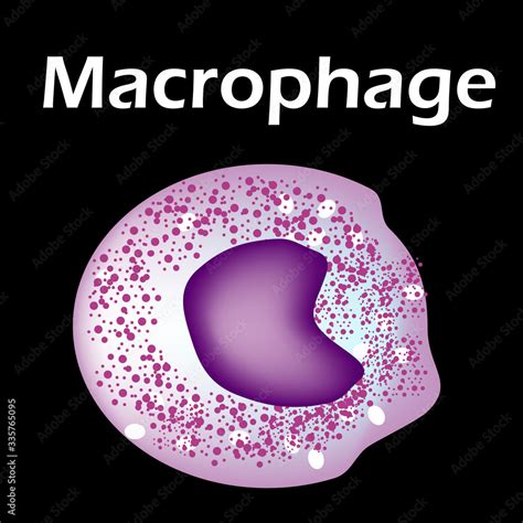 The Structure Of The Monocyte Monocytes Blood Cell Macrophage White