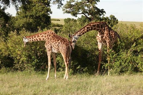 Masai Mara Safari Tage Fly In Mit Mara Legends Camp Keniareisen