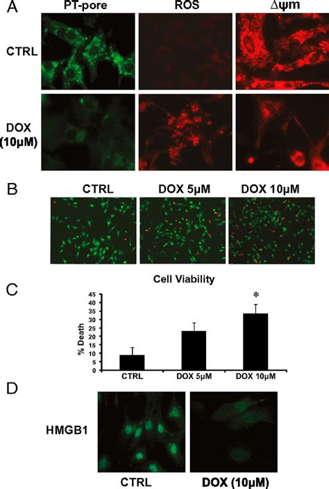 Bnip3 Mediates Doxorubicin Induced Cardiac Myocyte Necrosis And