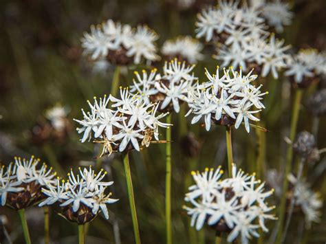 Get Ready For Australias Western Wildflower Season