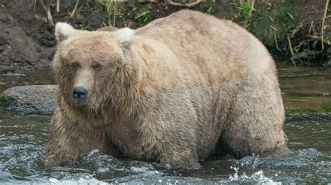 An empty-nest mama bear just won Fat Bear Week - Alaska Public Media