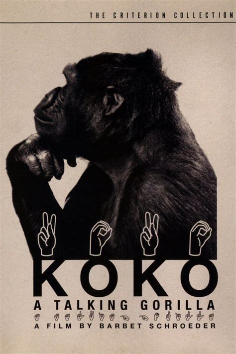 Koko: A Talking Gorilla - Alchetron, the free social encyclopedia