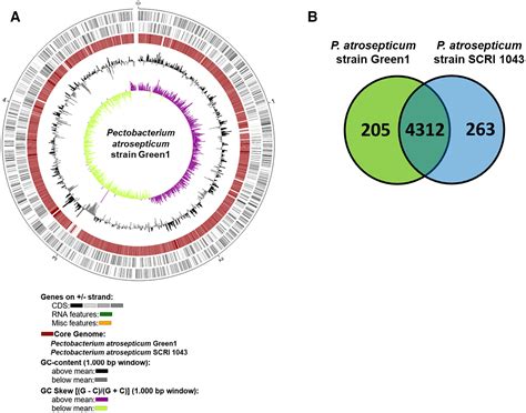 High Quality Complete Genome Resource Of Pathogenic Bacterium Pectobacterium Atrosepticum Strain