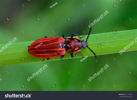 click beetle stock photo  shutterstock