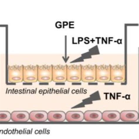 GPE Effect On Caco 2 Cell Viability Caco 2 Cells Were Seeded Into A